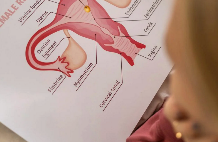 Your Menstrual Cycle: there's more to it than just 🩸
