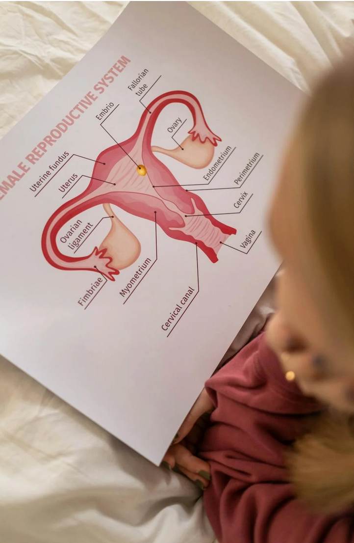 Your Menstrual Cycle: there's more to it than just 🩸
