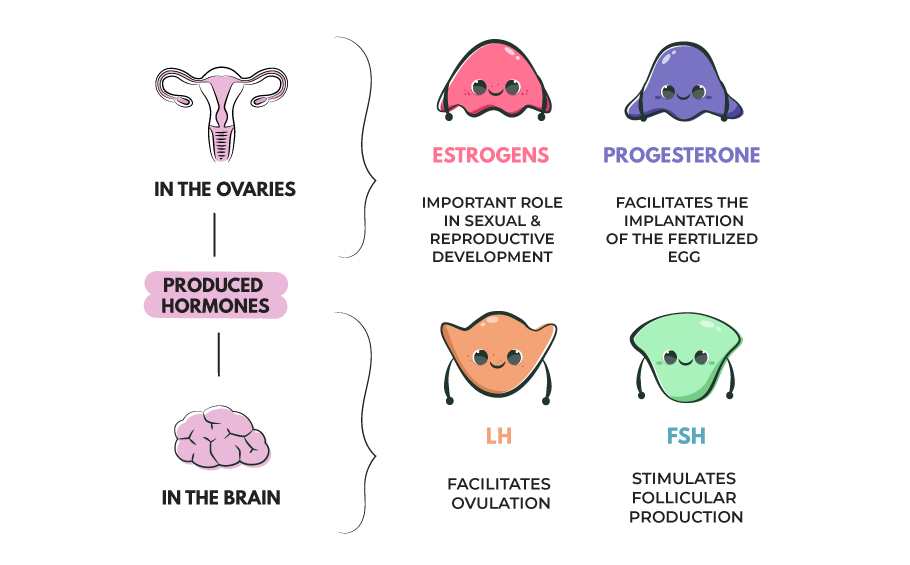 female hormones while menstruating