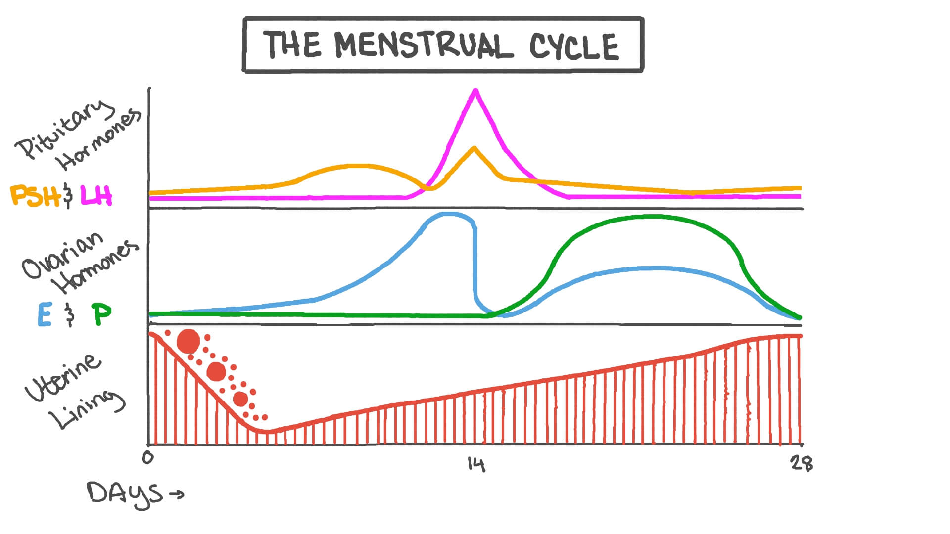 menstrual cycle